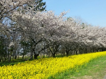 大潟村菜の花ろーど