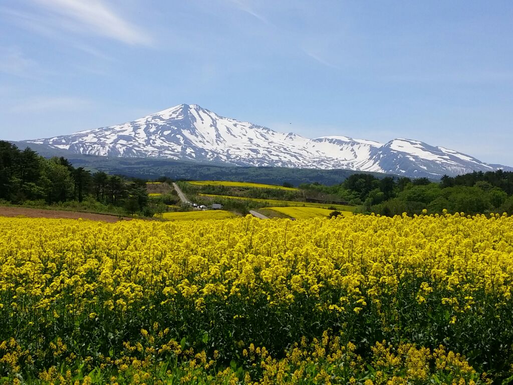 鳥海高原菜の花