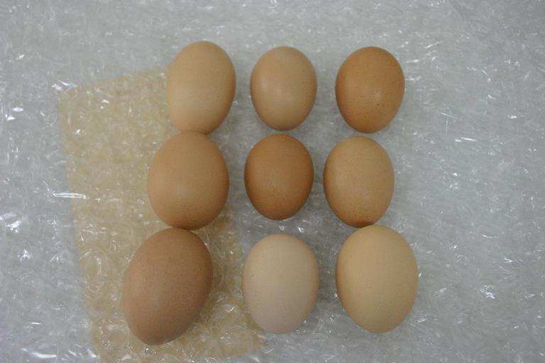 卵各種