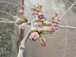 桜（2010.04.15）