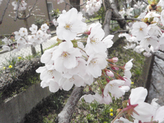桜（2010.04.27a）