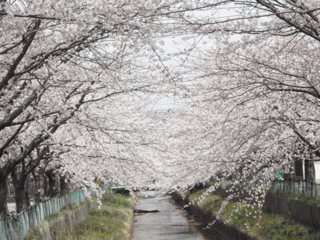桜（2010.04.27c）